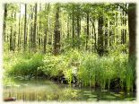 Hochwald1