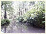 Hochwald2