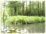 Hochwald3
