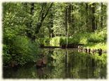 Hochwald4