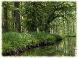 Hochwald7