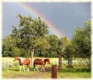 Pferdeweide1